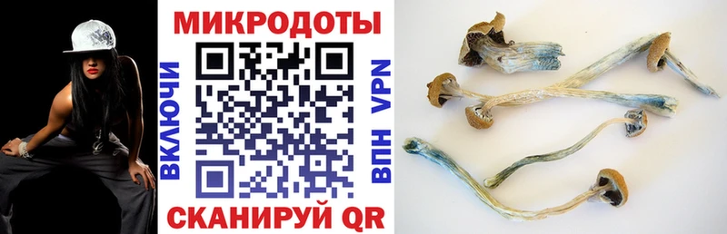 Галлюциногенные грибы Psilocybine cubensis  Покровск 